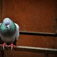 Uważaj na gołębie, bo mogą być zdalnie sterowane. Przynajmniej te w Chinach